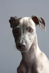 greyhound-6563435_640.jpg